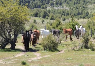 Full-Day Horseback Riding with Asado in Bariloche, Argentina