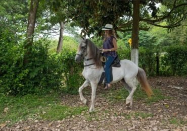 Horseback Riding Day and Paso Colombiano Show with Lunch in Cartagena, Colombia