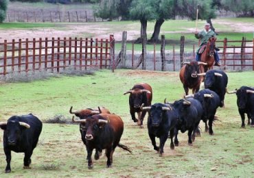Horseback Riding at brave bull farming